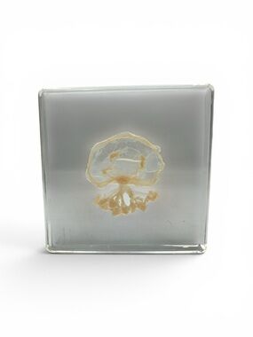 Vintage Clear Lucite Acrylic Preserved Jellyfish Specimen Jellyfish Taxidermy